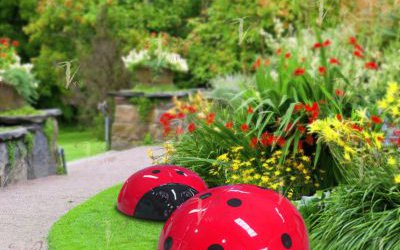 景區草坪里擺放的兩只玻璃鋼瓢蟲雕塑