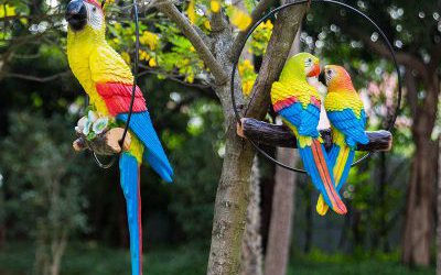 花園廣場上玻璃鋼仿真動物鸚鵡雕塑