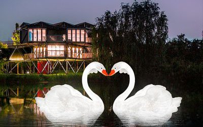 景區(qū)湖邊玻璃鋼仿真天鵝雕塑