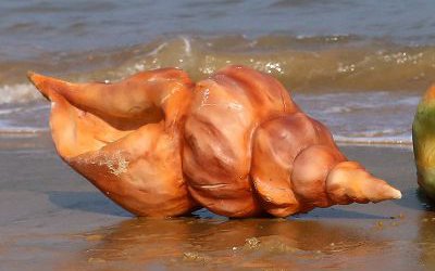 紅色玻璃鋼仿真海螺戶外擺件